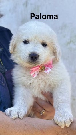 Cuccioli di maremmano - Foto 6