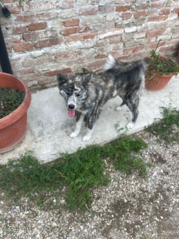 Cucciole femminucce di Akita Inu con pedigree enci - Foto 2