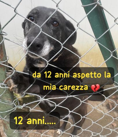 NERINA 12 ANNI 18 KG taglia media - Foto 2