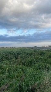 affittasi terreno a Cerveteri - Foto 3