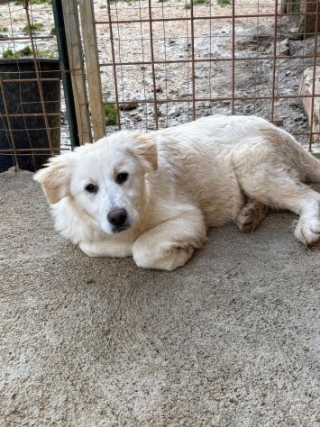 MAREMMANO INCR., 6 MESI (20/09/25), ADOR, AKON, ABEL E ALFIE, CERCANO CASA - Foto 9