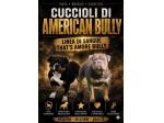 CUCCIOLI AMERICAN BULLY