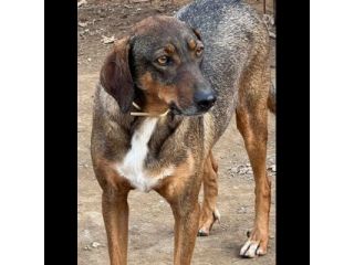 MELAMPO MIX SEGUGIO CANE IN ADOZIONE TG MEDIO CONTENUTA