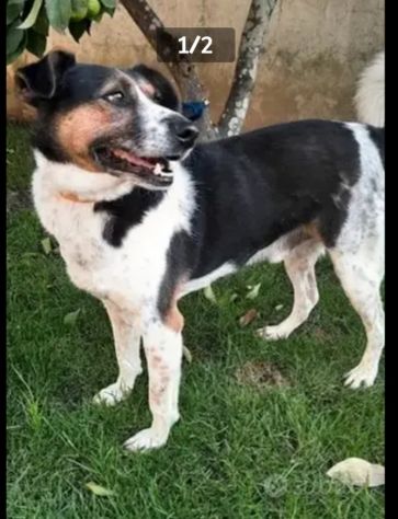 Mix Jack Russel SALIVA SUI TRENI SOLO E PARTIVA!8anni buon carattere CASERTA - Foto 2