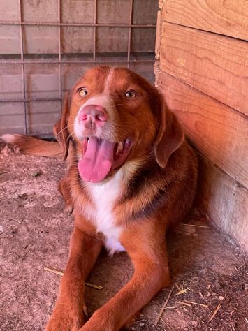MUFFIN, il più dolce di tutti! - Foto 4