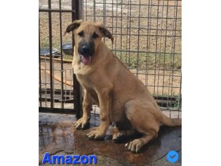 Amazon