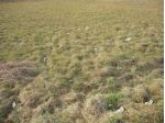 Terr agr pare 25 - Terreno Agricolo a Capannori - Parezzana