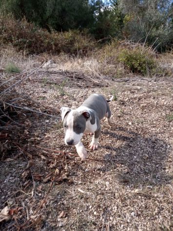 Allevamento e Cuccioli Amstaff Blu in Puglia Bari Lecce Taranto Foggia Brindisi - Foto 7
