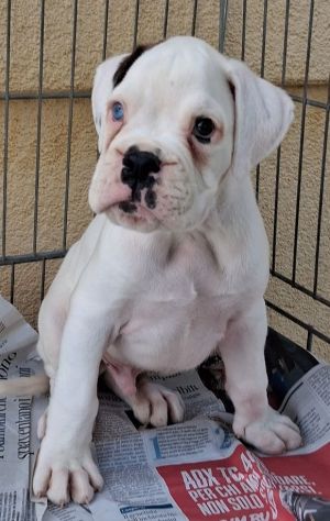 boxer cuccioli