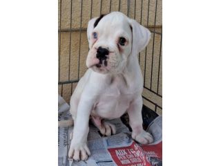 boxer cuccioli