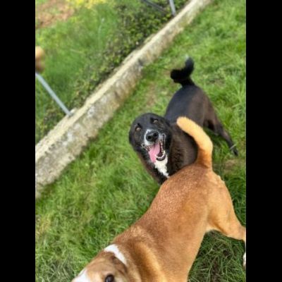 FAUSTO E FILIBERTO miracolo d'amore, cani in adozione di coppia. - Foto 7