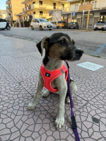 SOPHIE - cucciola di 5 mesi - taglia media - Foto 5