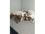 JACK RUSSELL CUCCIOLI