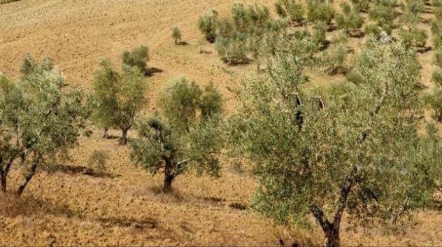 Terreno agricolo in vendita a Murlo 64270 mq  Rif: 1418701