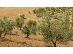 Terreno agricolo in vendita a Murlo 64270 mq  Rif: 1418701
