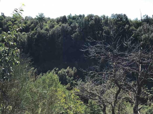 TERRENO AGRICOLO di 17000 mq (SORANO) rif. TERR.COL. - Foto 8