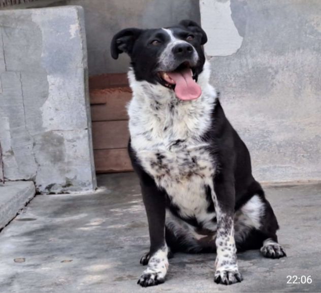 Femmina 5anni salvata 3anni fa..PUGLIA SOS - Foto 2