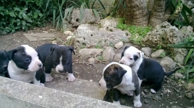 Cuccioli di Amstaff in zona Bitonto Terlizzi Molfetta Altamura Gravina - Foto 4