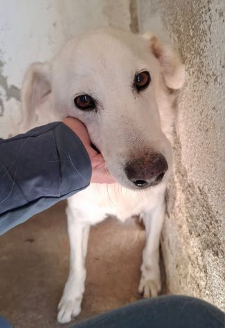 CECINO 14 ANNI 15 KG IN CANILE DA 14 ANNI - Foto 3