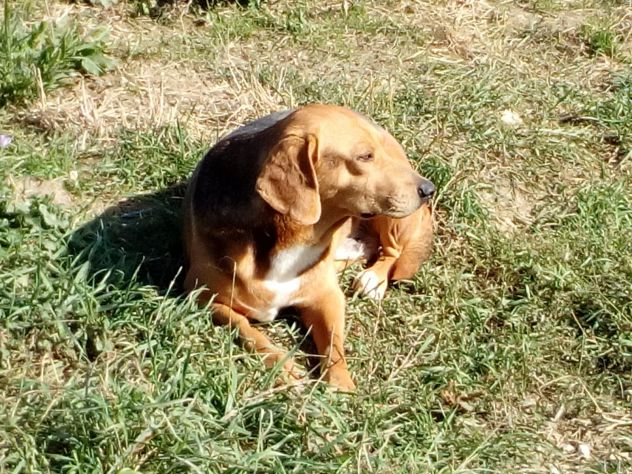 Jeff simil beagle in regalo - Foto 2