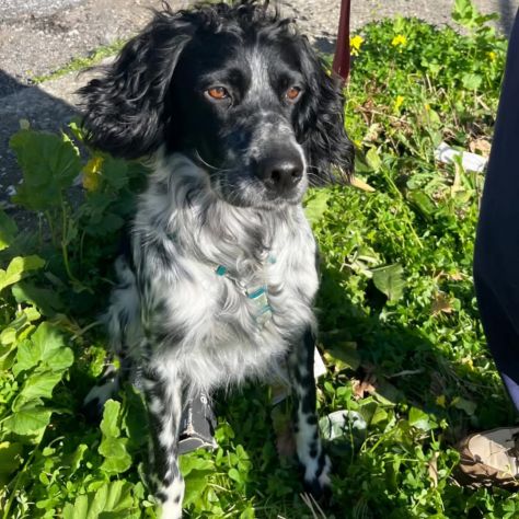 DOLLY cerca coccole e carezze, CAGNOLINO IN ADOZIONE