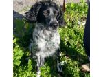DOLLY cerca coccole e carezze, CAGNOLINO IN ADOZIONE