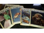 NATURA VIVA - ENCICLOPEDIA DELLA NATURA