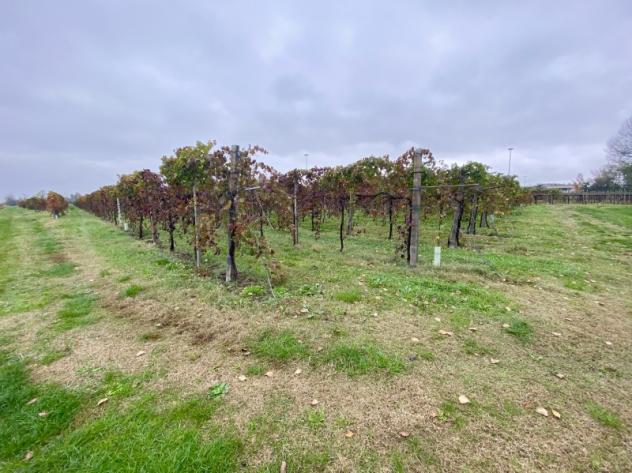 C025. TRA CARPI E CAMPOGALLIANO. TERRENO AGRICOLO USO VIGNETO PRODUTTIVO. - Foto 5