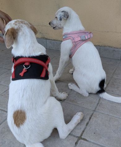 Regalo cuccioli di 3 mesi taglia medio piccola - Foto 2