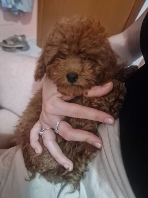 BARBONCINI TOY ROSSO SCURO CON PEDIGREE ENCI – 4 MESI ❤️ - Foto 6