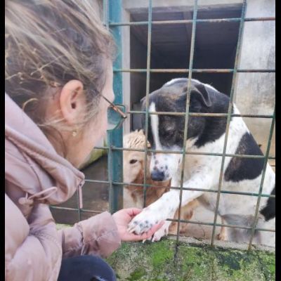 PETRA IL DOLORE DELL' ANIMA CAGNOLINA IN ADOZIONE - Foto 9