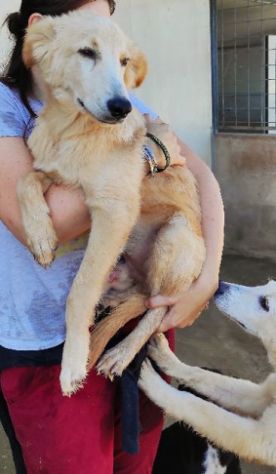 CUCCIOLO IN ADOZIONE: CECCO - Foto 7