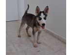 Simil husky in adozione