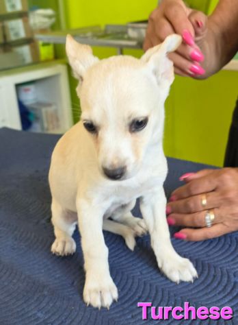TURCHESE, cucciola mix volpino breton - Foto 3