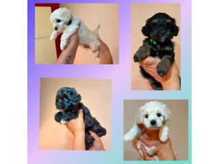 Disponibili cuccioli maltipoo di 60 giorni