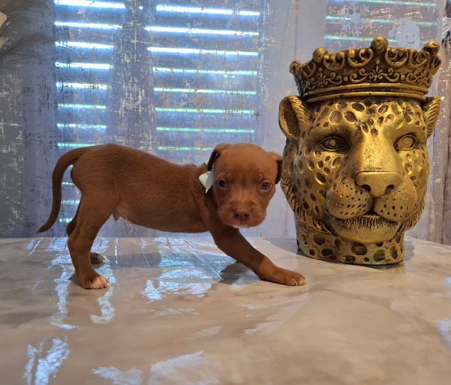 Meravigliosi cuccioli di Pitbull - Foto 4