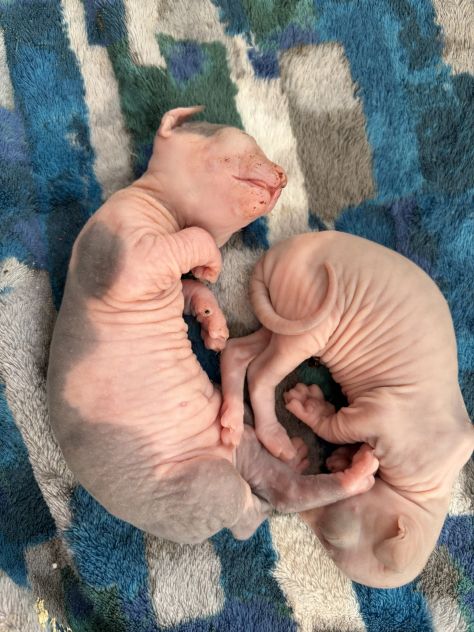 Sphynx gatto nudo - Foto 5