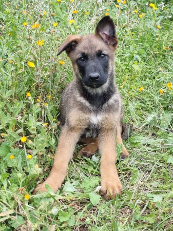 Cuccioli Allevamento Pastore Belga Malinois Potenza Matera Melfi Metaponto - Foto 3
