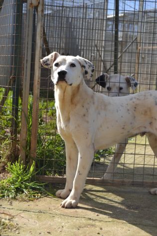 Adottate Fergus dal canile - Foto 5