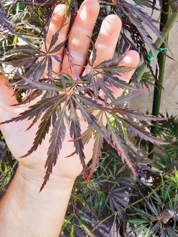 Acer Palmatum dissectum Garnet rosso Anguillara Sabazia - Foto 2
