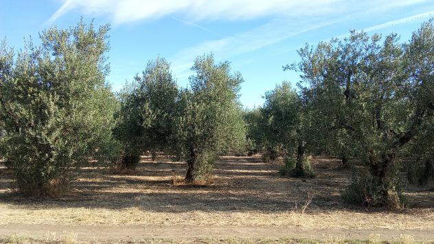 Ottimo oliveto a 5 km da Cerignola - Foto 10