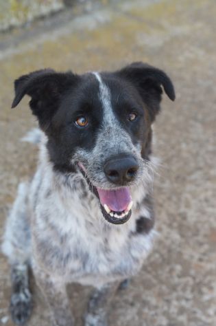 Tanju un cane spettacolare da adottare - Foto 4