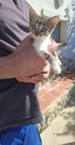 DOLCE MICINA IN REGALO - Foto 4