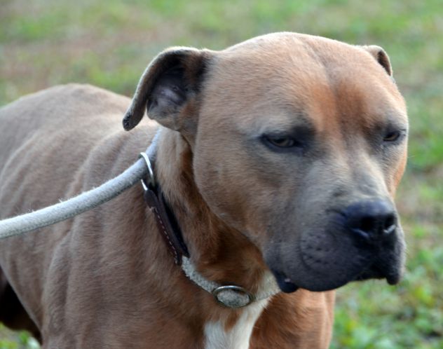 Amstaff Cesare