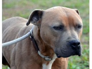 Amstaff Cesare