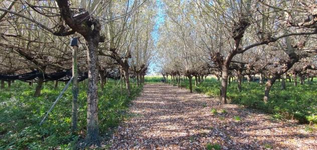 Terreno agricolo in vendita a Segromigno In Piano - Capannori 3000 mq Rif: 1370882 - Foto 4