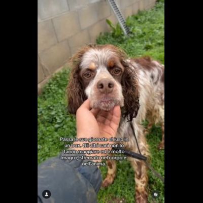 BRENDON tg medio piccola cane in adozione - Foto 7