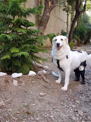 BIANCA, famosa super maremmanina - Foto 4