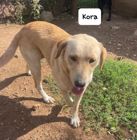 Kora simil labrador - Foto 10
