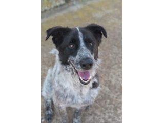 Tanju il cane che sta soffrendo tanto in un box